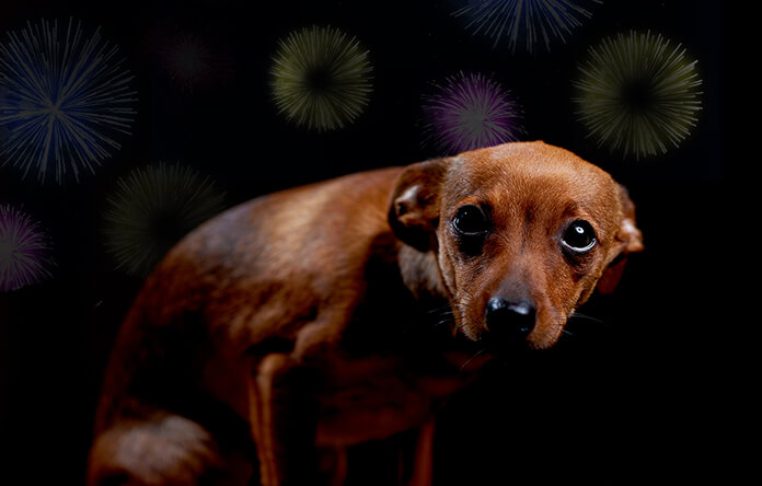 Here Is A Guide To, How You Can Take Care Of Your Pets & Make A Happy Diwali  For Them As Well