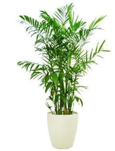 air purifying plants