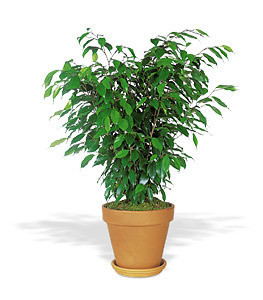 air purifying plants