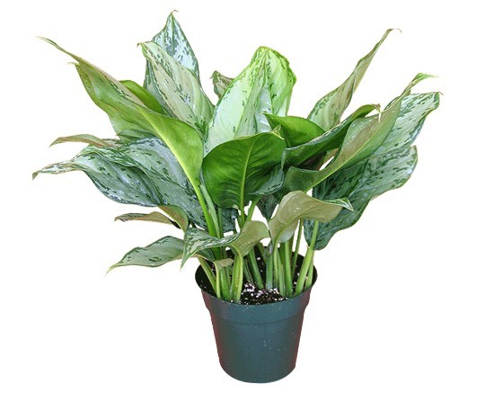 air purifying plants