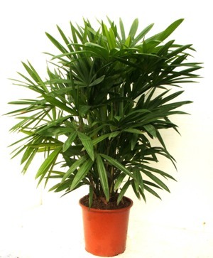 air purifying plants