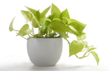 air purifying plants