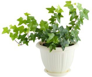 air purifying plants