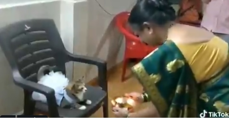 TikTok video of Indian woman putting tilak on cat in frock goes viral