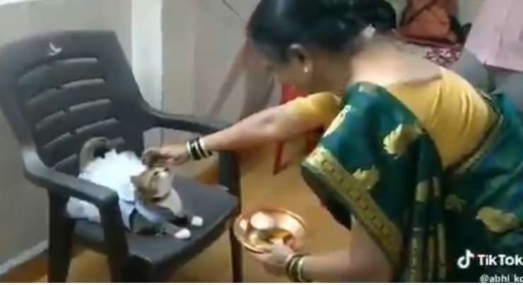 TikTok video of Indian woman putting tilak on cat in frock goes viral