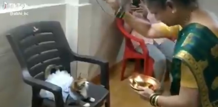 TikTok video of Indian woman putting tilak on cat in frock goes viral