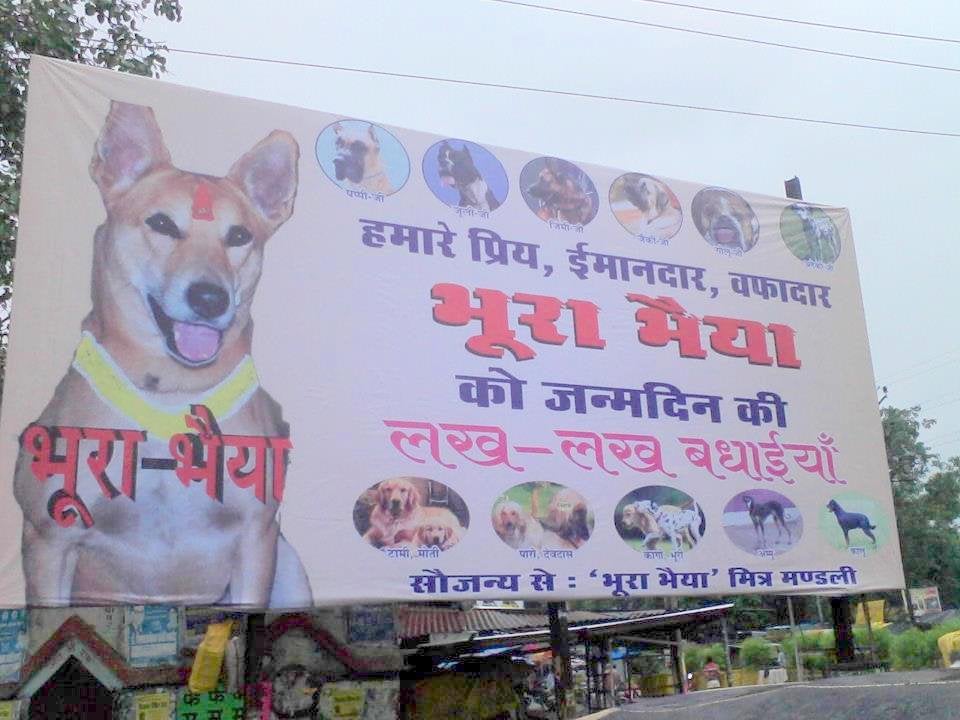 dog billboard