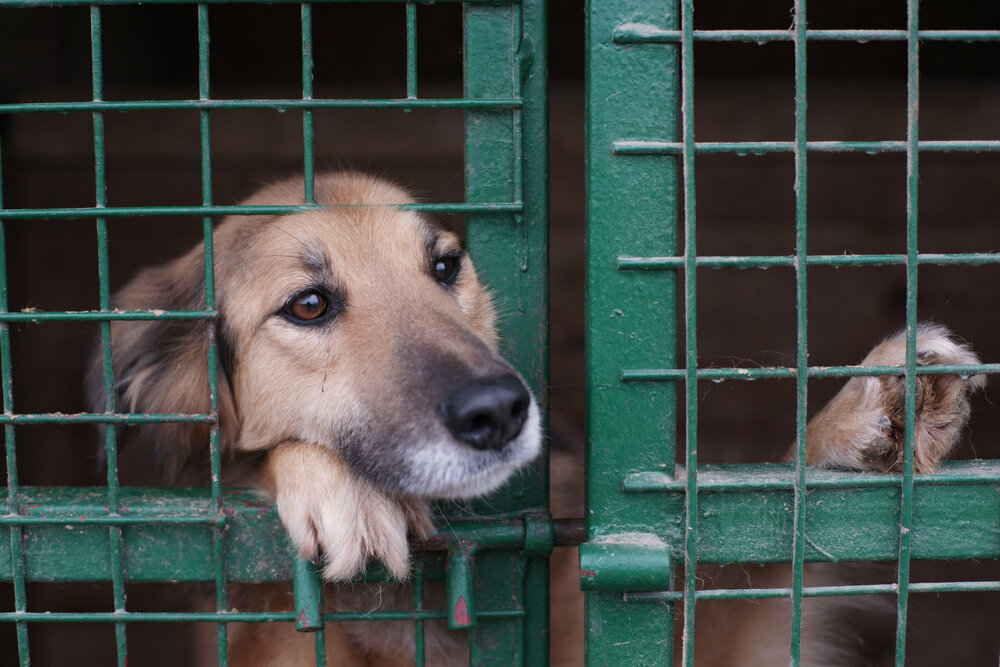 pet lockdown