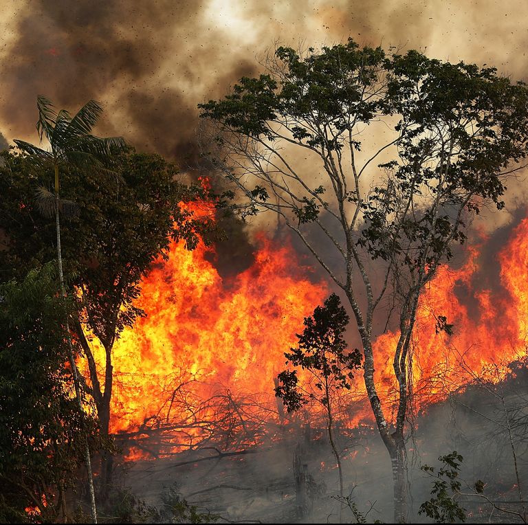 amazon rainforest