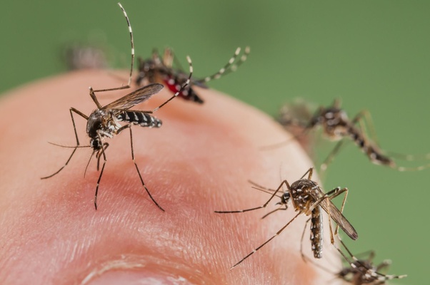 Uganda Man Can Kill Mosquitos From His Farts