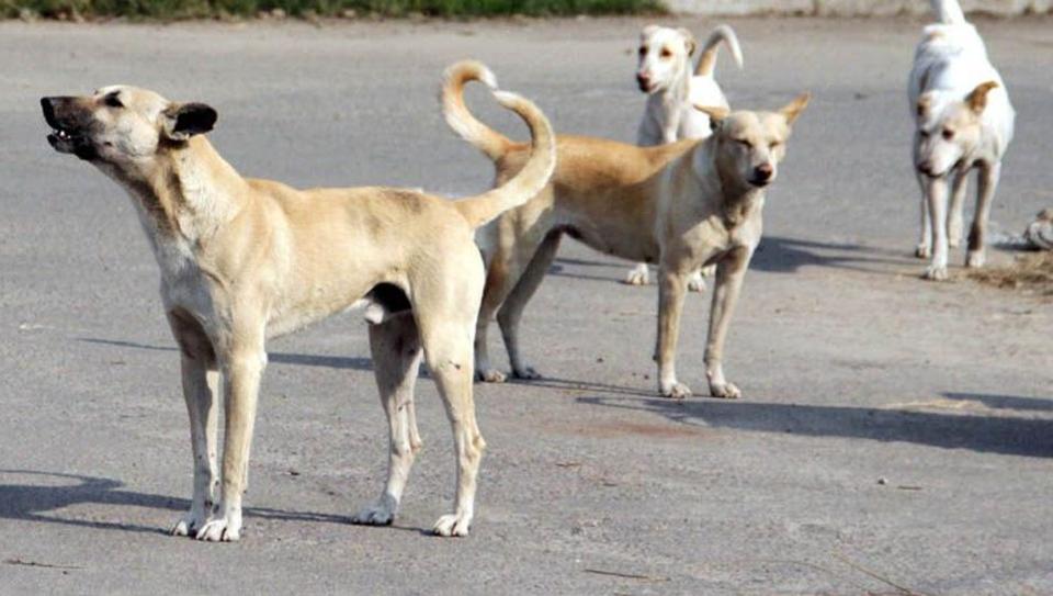 Bengaluru Police will train Stray Dogs k9 dog.