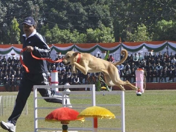 Bengaluru Police will train Stray Dogs k9 dog.