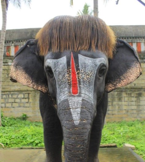 bob cut hairstyle sengamalam