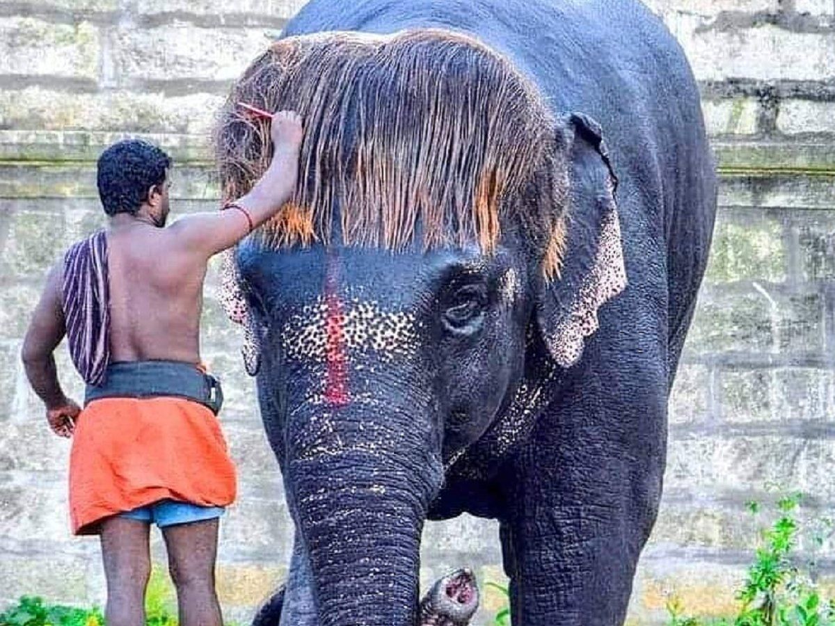 bob cut hairstyle sengamalam