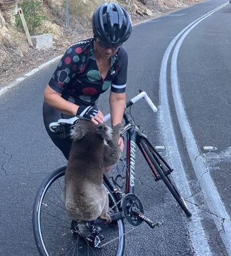 thirsty koala stopping cyclists to drink water during Australia heatwave fire.
