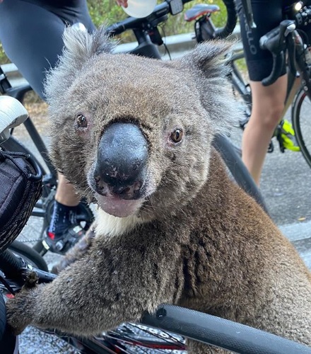 thirsty koala stopping cyclists to drink water during Australia heatwave fire.